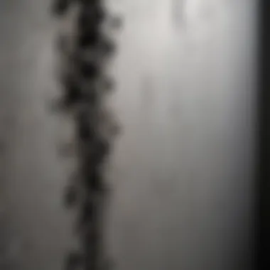 Identifying Black Mold in Your Space Close-up of black mold on a wall