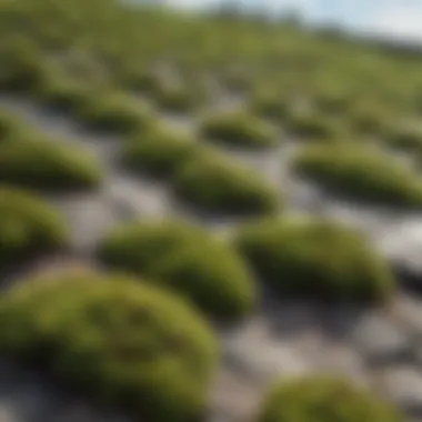 Weathered Roof Showcasing Natural Wear Weathered roof with moss and lichen