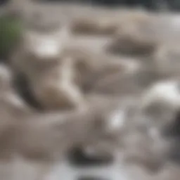 Close-up view of oil-stained cement surface before treatment