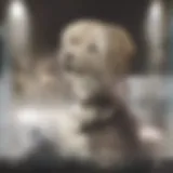 A serene dog with a collar, showcasing the microchip location