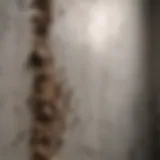 Visible mold growth on a wall, illustrating the problem