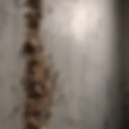 Visible mold growth on a wall, illustrating the problem
