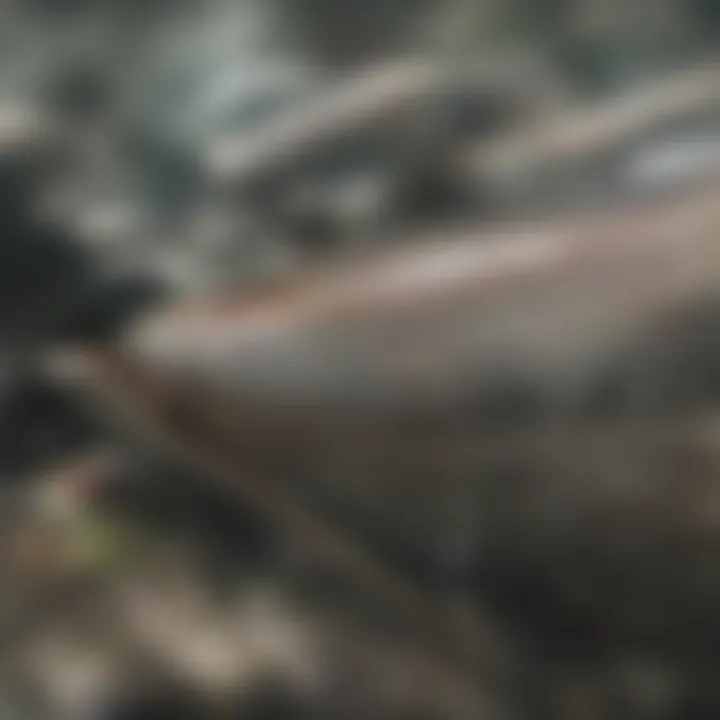 Finance options for purchasing a bass boat