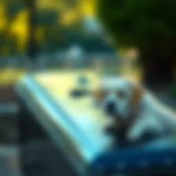 Understanding Pet Burial Insurance: An In-Depth Exploration Introduction