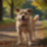 A happy dog exploring a park