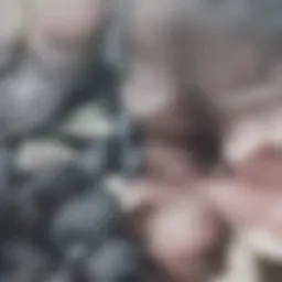 Conceptual representation of identity theft