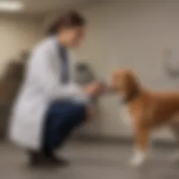 A dog with a veterinarian examining its health