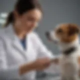 Veterinarian examining a dog